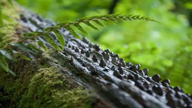 গাছে টাকা না ধরলেও পয়সা ধরে!