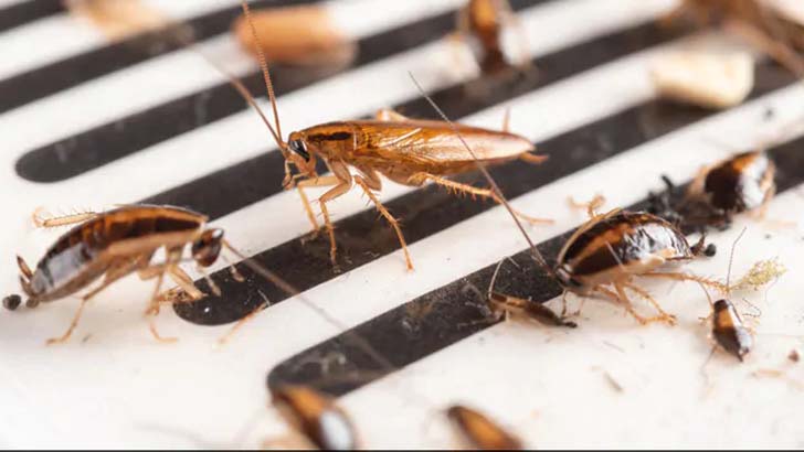 কানের ভেতর থেকে বের হলো ১০-এর বেশি তেলাপোকা!