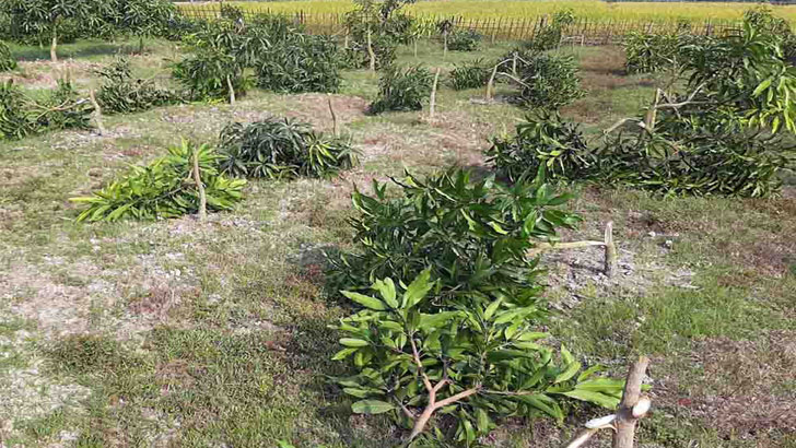 ১০ হাজার আমগাছ কেটে এ কেমন শত্রুতা!