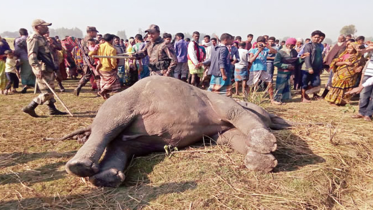 বান্দরবানে বৈদ্যুতিক ফাঁদ পেতে বন্যহাতি হত্যা