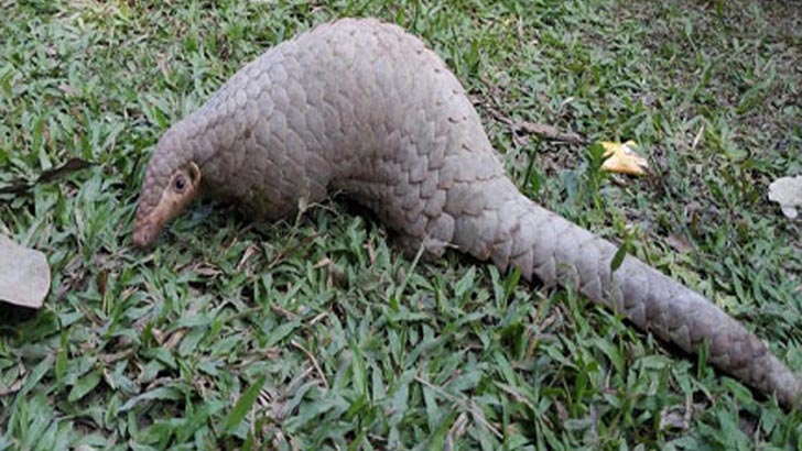 কুড়িগ্রামের সুপারি বাগানে বনরুই