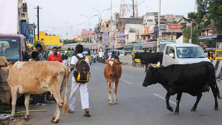 গরু ‘ট্রাফিক’ না মানলে জরিমানা দিতে হবে!