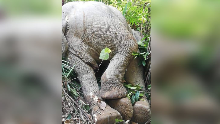 বান্দরবানের লামায় আরও এক হাতির মৃত্যু