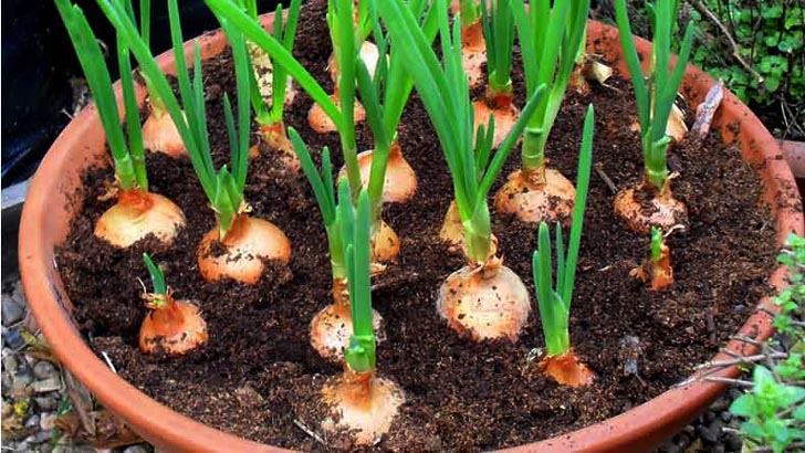 বাড়ির টবে যেভাবে চাষ করবেন পেঁয়াজ