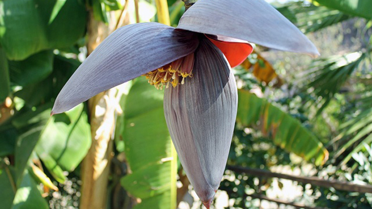 যেসব রোগের ওষুধ কলার মোচা