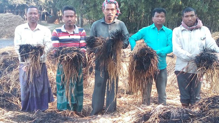 বীরগঞ্জের দুর্বৃত্তদের আগুনে পুড়ল ১২ বিঘা জমির ধান