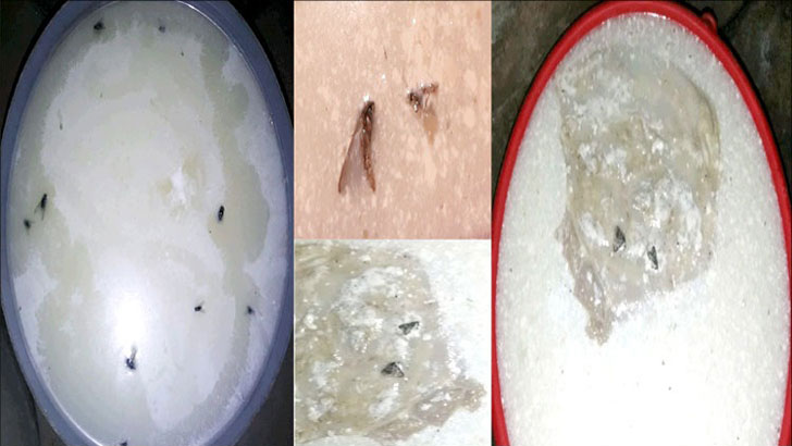 দুধের ছানা তৈরিতে ব্যবহার হচ্ছে গরুর পঁচা ভুঁড়ি!