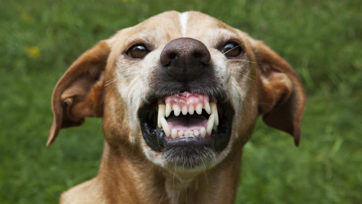 ফরিদপুরে আধাঘণ্টায় এক কুকুরের কামড়ে ১৮ জন আহত, অতঃপর...