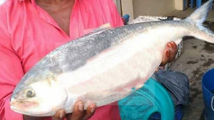 ধরা পড়ল ৩ কেজি ওজনের ইলিশ! দাম কত জানেন?