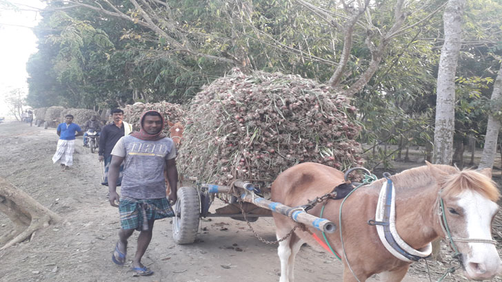 ঘোড়ারগাড়িতে চড়ে মুড়িকাটা পেঁয়াজ যায় হাটে!