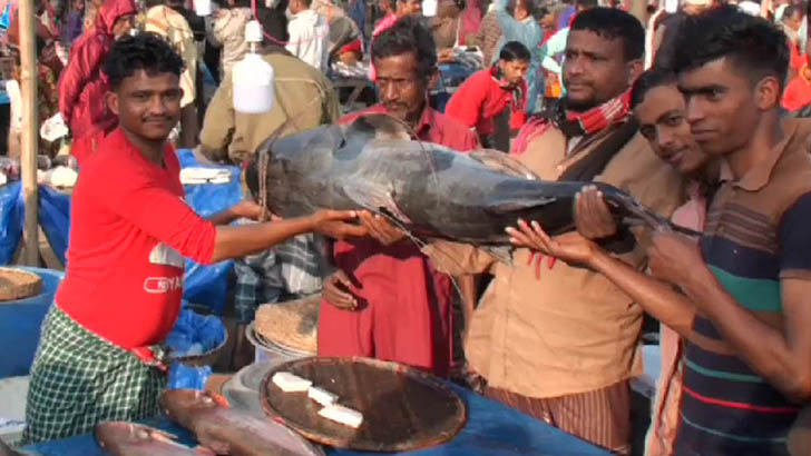 হবিগঞ্জের পইল মেলায় ৩৫ কেজির বাঘাইড়