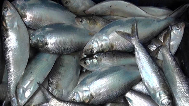 ঝালকাঠির নদীতে অসময়ে ধরা পড়ছে ঝাঁকে ঝাঁকে ইলিশ