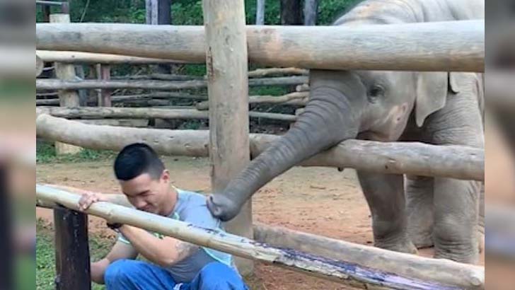 হাতির বাচ্চার খুনসুটি, ভিডিও ভাইরাল