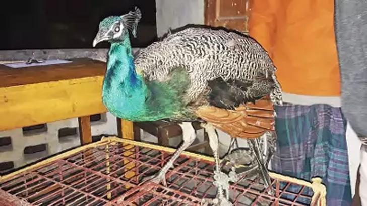 পুকুরপাড়ে ময়ূরটিকে ধাওয়া করছিল কুকুর