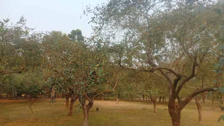 শ্রীপুরে প্রকাশ্যে নিরাপত্তা প্রহরীকে মেরে ৫ লাখ টাকার বরই লুট