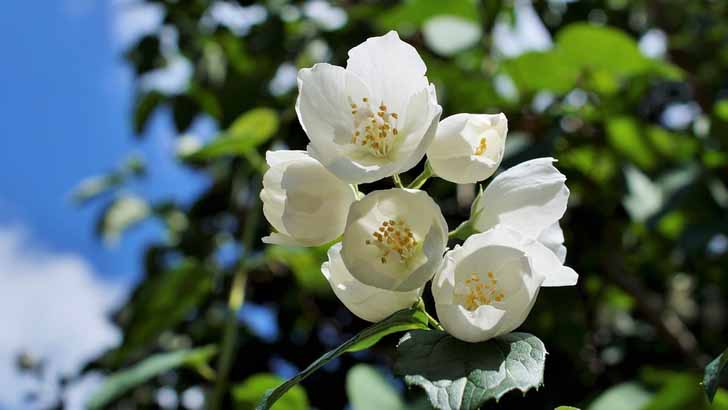 অনিদ্রায় ভুগছেন, ঘরে রাখুন ৪ গাছ