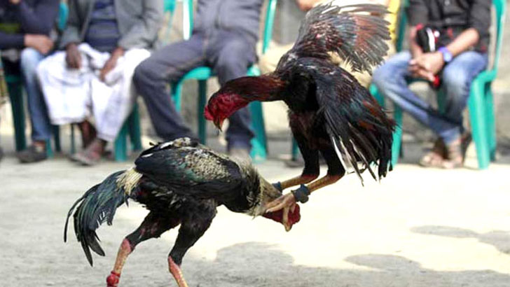 মোরগের আক্রমণে মালিকের মৃত্যু