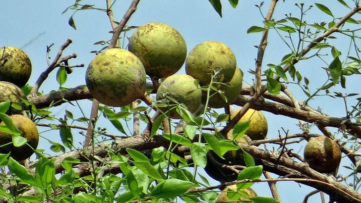 যেসব রোগ সারাবে বেল