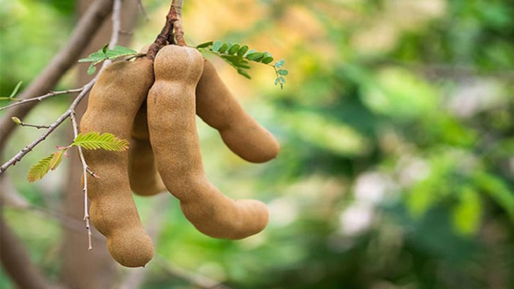 লিভারে চর্বি জমছে, খেয়ে দেখুন তেঁতুল