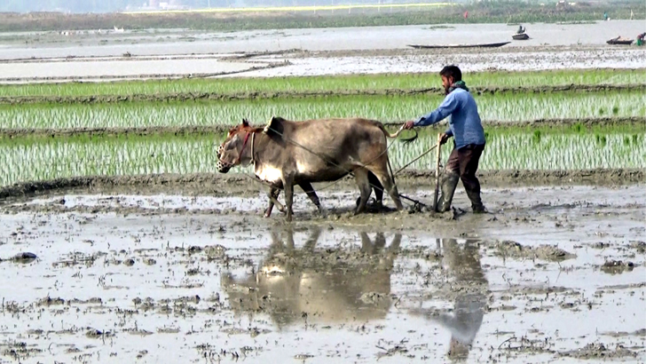 দাগনভূঞায় বোরো চাষিরা চরম বিপাকে