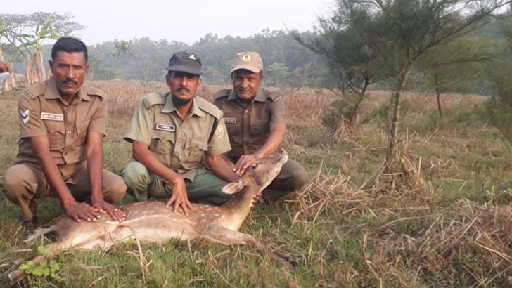 ভোলায় কুকুরের তাড়া খেয়ে লোকালয়ে আহত হরিণ