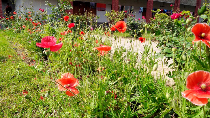 রাবির হলে হলে নিষিদ্ধ পপি ফুল!