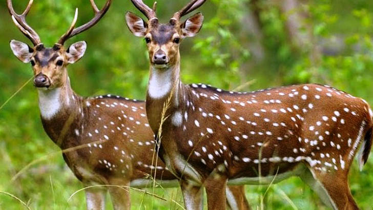 পাথরঘাটা হাসপাতালে মারা গেল অসুস্থ হরিণ
