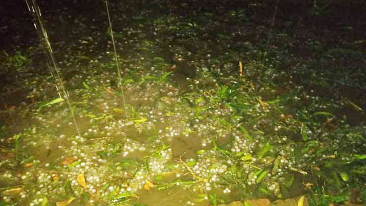 রাজবাড়ীতে হঠাৎ শিলাবৃষ্টি