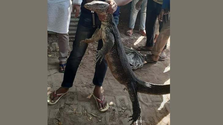 জনমানবশূন্য এলাকায় বিশাল আকৃতির গুইসাপ