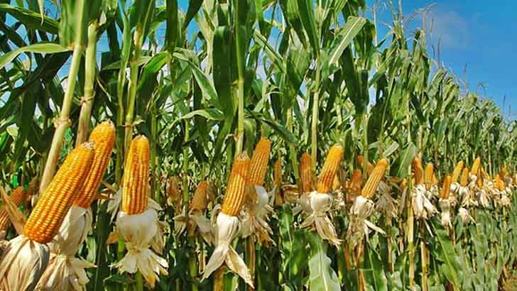 ফসল বিক্রি অনিশ্চিত হলে হুমকিতে পড়বে খাদ্য নিরাপত্তা