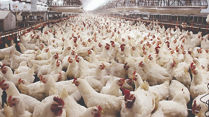 পশু-প্রাণির চিকিৎসার ওষুধ-সরঞ্জামাদি উৎপাদন ও বিপণন চালু রাখার নির্দেশ