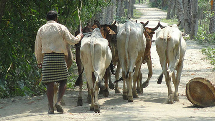 ডিমলা সীমান্ত দিয়ে আসছে ভারতীয় গরু