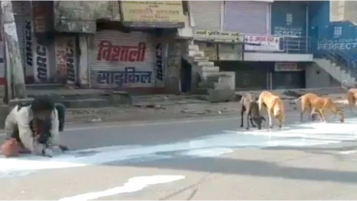 ভারতে পথে পড়ে যাওয়া দুধে মানুষ ও কুকুরের কাড়াকাড়ি (ভিডিও)