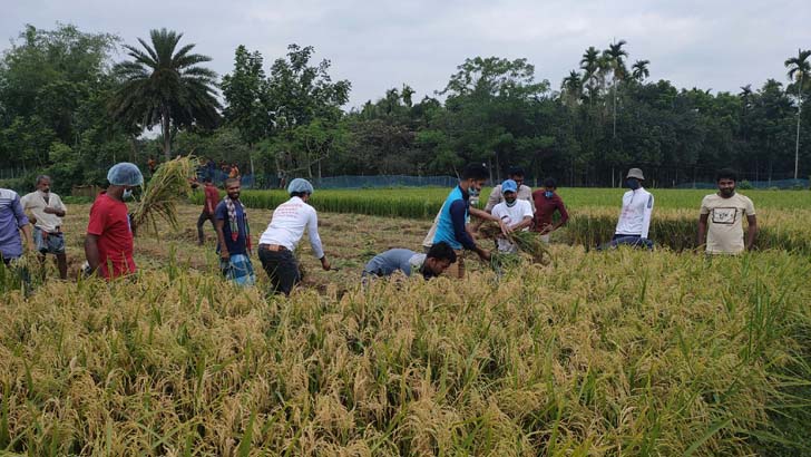 গৌরীপুরে বর্গাচাষীর ধান কেটে দিল ছাত্রলীগের কর্মীরা