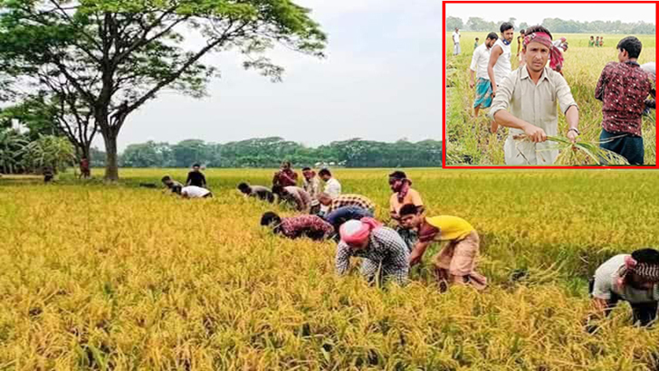 নান্দাইলে কৃষকের ধান কেটে দিল পৌর ছাত্রলীগ