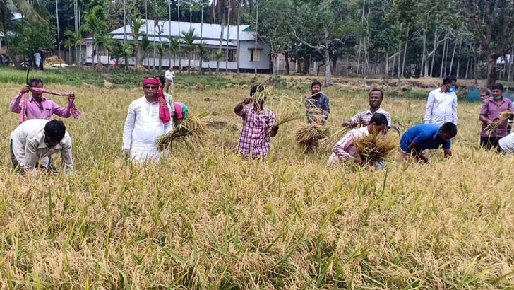 গৌরীপুরে কৃষকের দিনভর ধান কাটছে কৃষক লীগের নেতাকর্মীরা