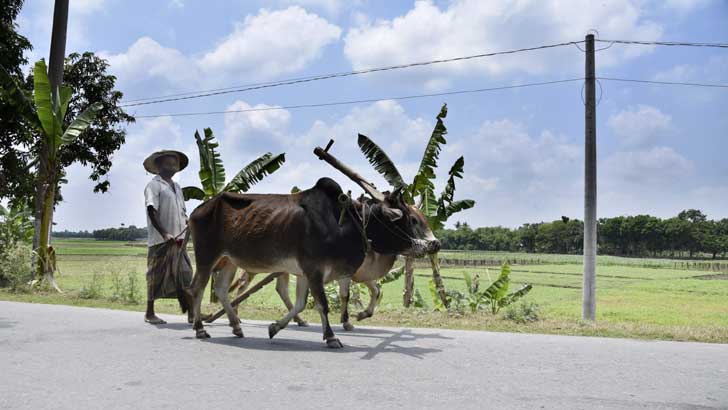 কৃষকদের সুখবর দিল বাংলাদেশ ব্যাংক