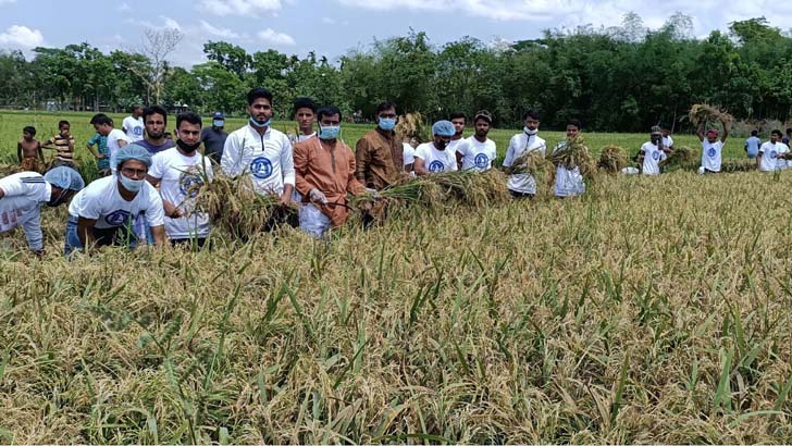 গৌরীপুরে কাদামাটি মাড়িয়ে ধান কাটলেন উপজেলা চেয়ারম্যান