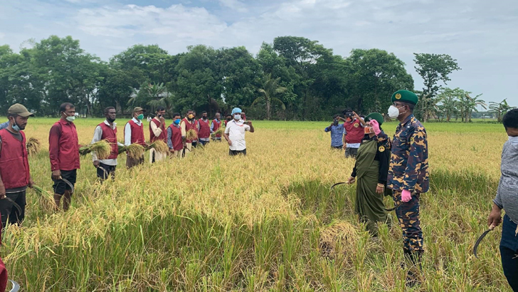 পূর্বধলায় কৃষকের ধান কেটে দিচ্ছেন আনসার সদস্যরা