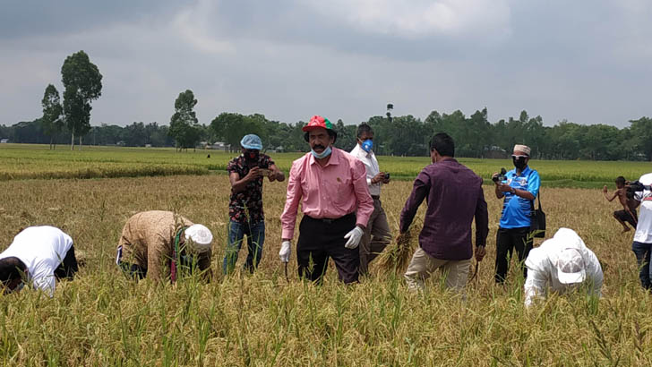 ছাত্রলীগ নেতাকর্মীদের নিয়ে কৃষকের ধান কাটলেন হুইপ আতিক