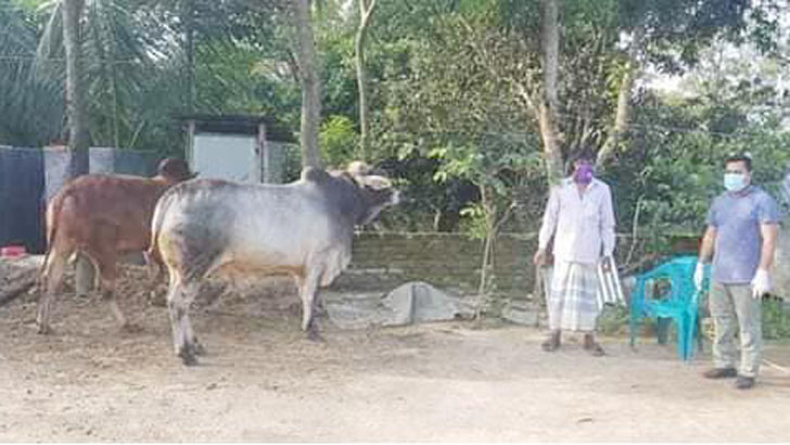 কুমিল্লায় ডেইরি ফার্ম থেকে ৭ চোরাই গরু উদ্ধার