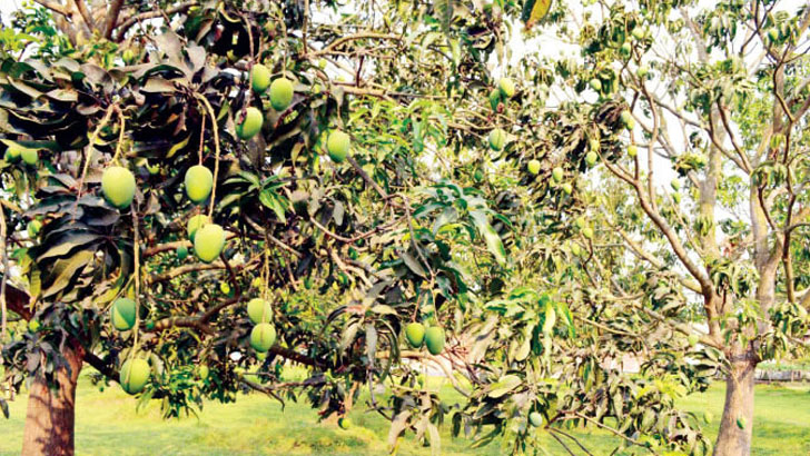 রাজশাহীর আমের চালান নিয়ে বাড়ছে অনিশ্চয়তা
