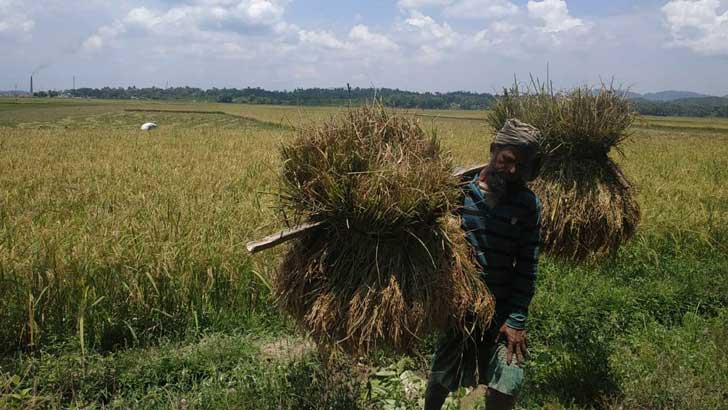 হাওরের ৯৮ ভাগ ধান এখন কৃষকের ঘরে: কৃষি সচিব