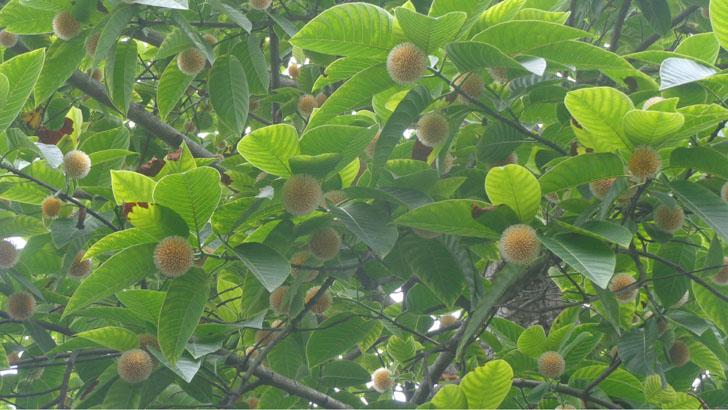 জ্যৈষ্ঠতেই অপরূপ বর্ষার কদমফুল!