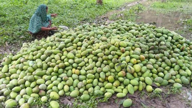 আম্পানের আঘাত: বাঘায় এক বস্তা আম ১০০ টাকা!