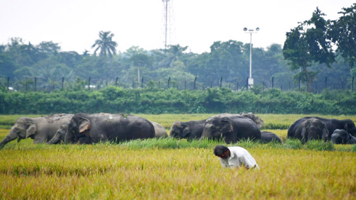 কুড়িগ্রামে ভারতীয় বন্যহাতির তাণ্ডব, ফসলের ব্যাপক ক্ষতি