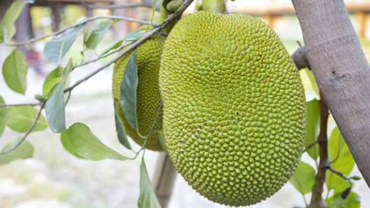 কাঁচা কাঁঠাল খেলে যেসব রোগ কাছেও ঘেঁষবে না