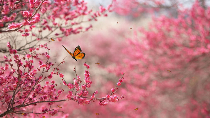 লজ্জা মুমিনের ভূষণ