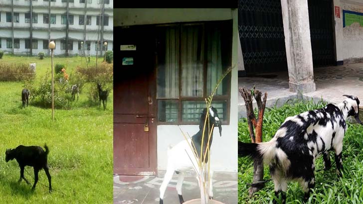 জাবির আবাসিক হলে প্রভোস্টের ছাগল পালন