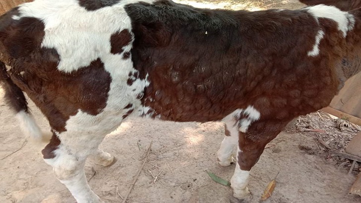 গরুর গুটি ভাইরাস, খসে পড়ছে মাংস